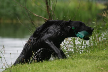 flat coated retriever noir sortant de l'eau