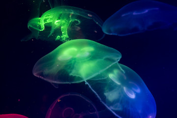Obraz premium jellyfish in aquarium multi coloured light