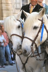 Chevaux de camargue © illustrez-vous