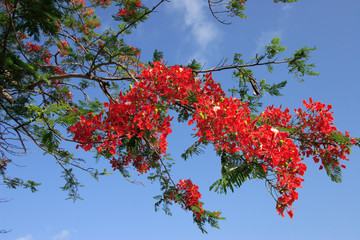 Branche de flamboyant en fleur