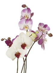 posy of orchids flowers