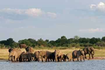 Fototapeta premium African elephants (Loxodonta africana), Hwange NP, Zimbabwe