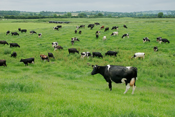 Friesian (Holstein) dairy cows grazing on lush green pasture
