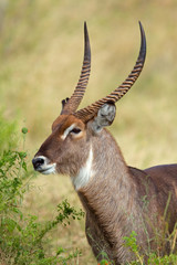 Obraz premium Waterbuck bull (Kobus ellipsiprymnus), Chobe NP, Botswana