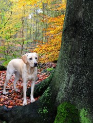 labrador retriever in the forest
