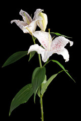 white lily with pink spots isolated on black background