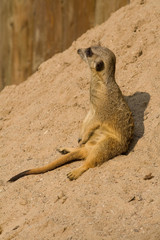 Suricata