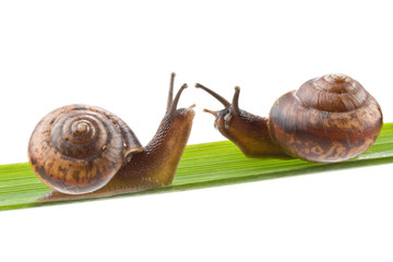 Small garden snail on a white background