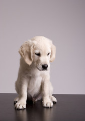 Baby Golden Retriever Portrait - Isolated over gray background