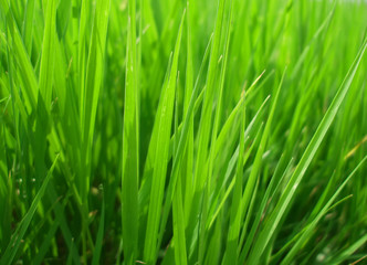Fototapeta na wymiar The grass texture