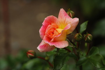 Obraz premium Rose