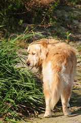 Golden Retriver