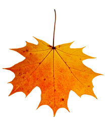 autumn maple-leaf, isolated on a white background