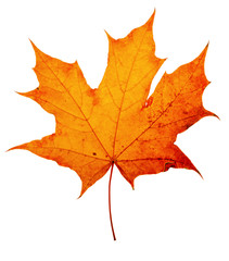 Naklejka na ściany i meble autumn maple-leaf, isolated on a white background
