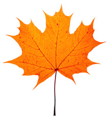 autumn maple-leaf, isolated on a white background