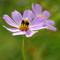 Bee on pink flower