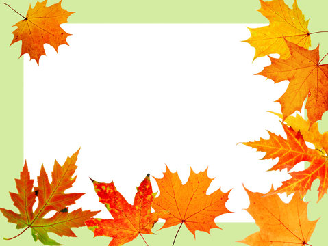 autumn maple-leaf, scope for a postal on a white background