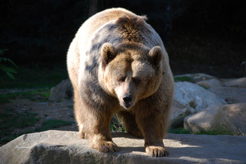 Gros ours des Pyrénées