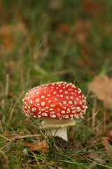 Toadstool or fly agaric mushroom