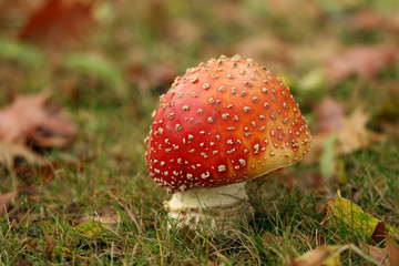 Toadstool or fly agaric mushroom