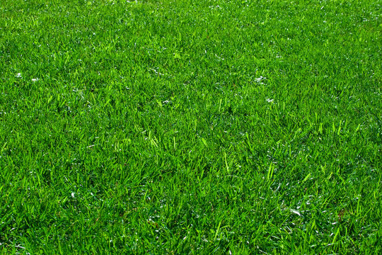 Green lawn. it can be used as background
