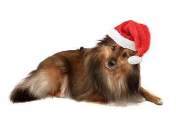 beautiful furry purebred Shetland Sheepdog (Sheltie)