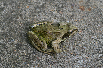 Toad on Concrete
