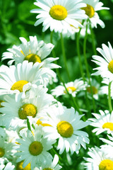 Fototapeta premium camomile daisy flowers nature background