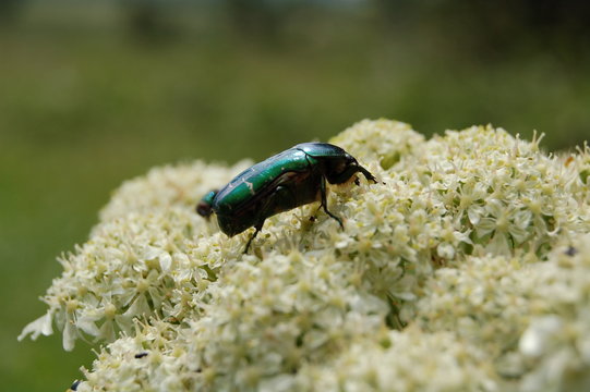 insecte et fleur