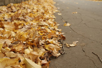 Gold leaves near street