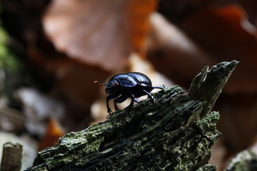 Waldmistkäfer