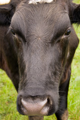 One black cow close up