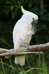 Yellow crested cockatoo