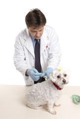 Veterinarian about to give a  small dog an injection.