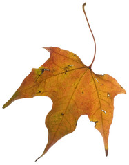 fall leaf that has turned yellow and orange