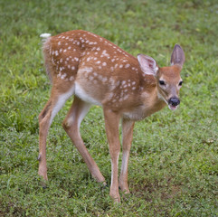 whitetail deer that's still in its spots