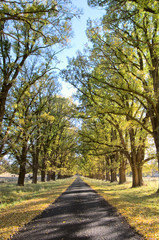 Fototapeta na wymiar great image of an autumn country road