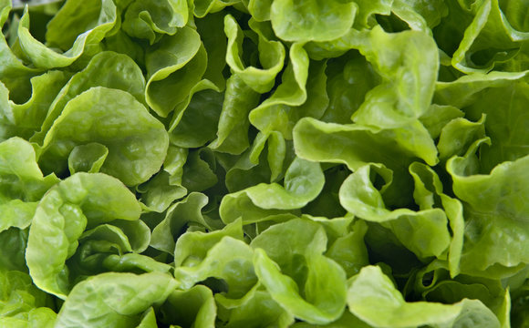 great image of fresh butter lettuce for a salad background