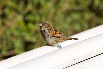 Sparrow on a bench in a sunny day
