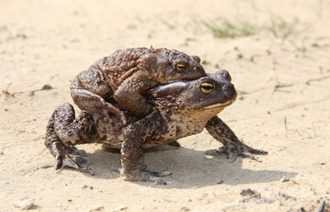 Happy toads creep