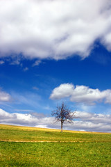 Fototapeta na wymiar Green field and lonely tree against blue sky and clouds