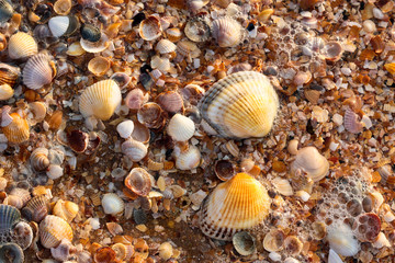 nature series: sea shell background with water and foam
