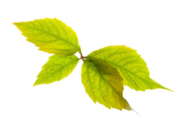 Leafage of wild grape on white background