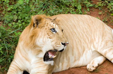 hybrid of the tiger-male and lionesses-females (Panthera tigreo)