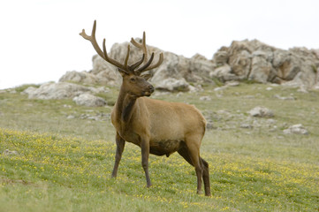 Bull Elk on Flowered Mountainside