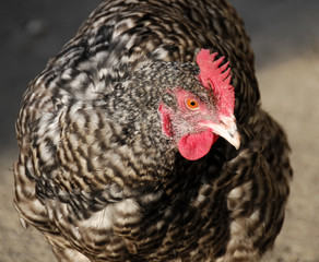 hen