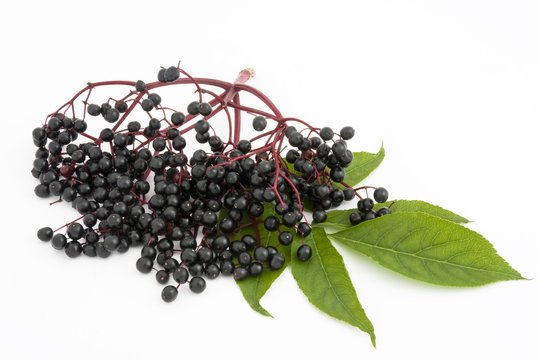 Ein Zweig  Holunderbeeren auf einem wei&szlig;en Hintergrund