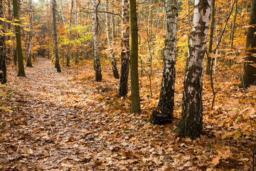 Lots of yellow leaves on a path in a forest.