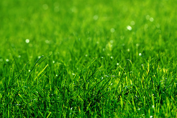 green grass background