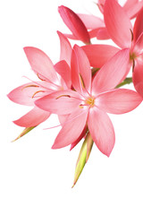 gorgeous pink lily with space for text
